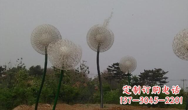 内江蒲公英的绚丽多彩