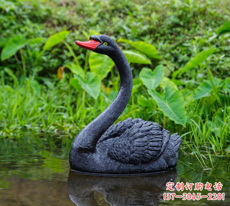 内江黑天鹅婉约鱼尾,完美呈现园林水塘水景